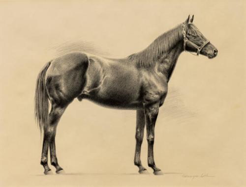 Sketch of a Horse