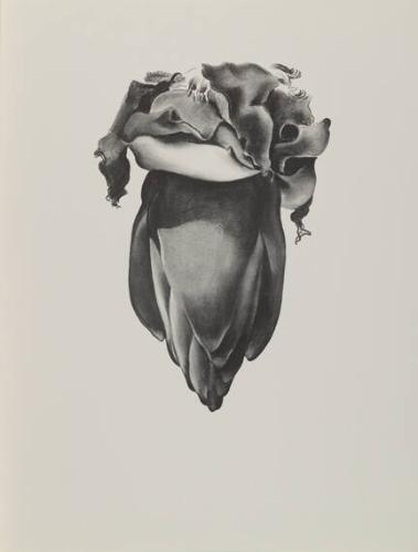 VIII Banana Flower. 1933