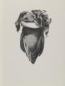 VIII Banana Flower. 1933
