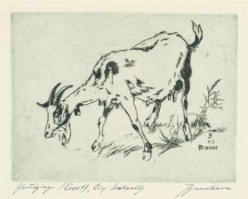 Hausziege (Goat)