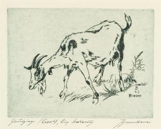 Hausziege (Goat)