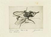 Stubenfliege (House Fly)