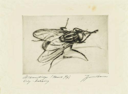 Stubenfliege (House Fly)