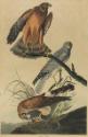 Marsh Hawk
