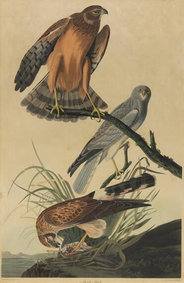 Marsh Hawk