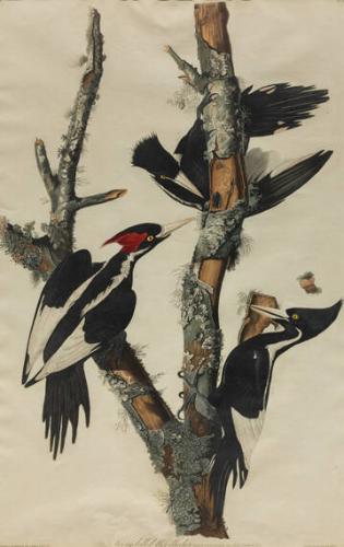 Ivory Billed Woodpecker