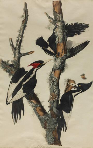 Ivory Billed Woodpecker