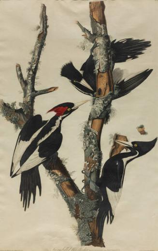 Ivory Billed Woodpecker