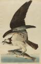 Fish Hawk