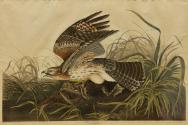 Winter Hawk