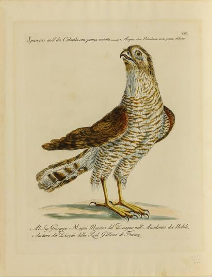 Sparrowhawk, from Natural History of Birds Treated Systematically and Adorned with Copperplate Engraving Illustrations, in Miniature and Life-Size