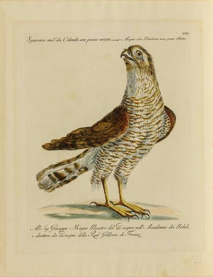 Sparrowhawk, from Natural History of Birds Treated Systematically and Adorned with Copperplate Engraving Illustrations, in Miniature and Life-Size