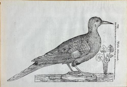 Pica Marina, from Book XII of Ornithologiae Hoc De Avibus Historiae, published by Bononiae apud Frandiscum de Fanciscis Sensensem, Bologna (Latin edition), pages 793-794