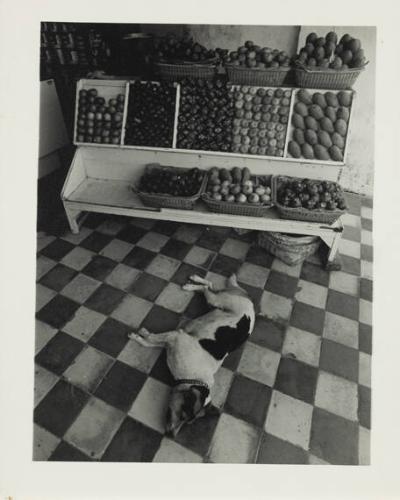 Sleeping Dog in Fruit Stall, Bali