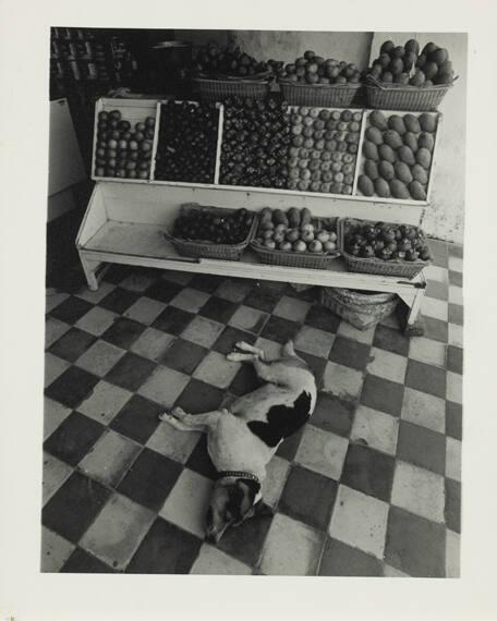 Sleeping Dog in Fruit Stall, Bali