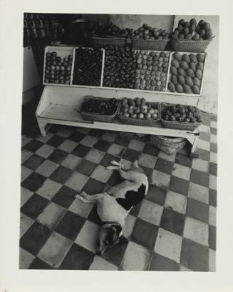 Sleeping Dog in Fruit Stall, Bali