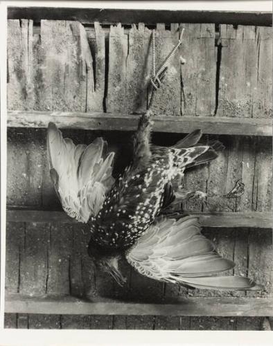 Still Life, Australia