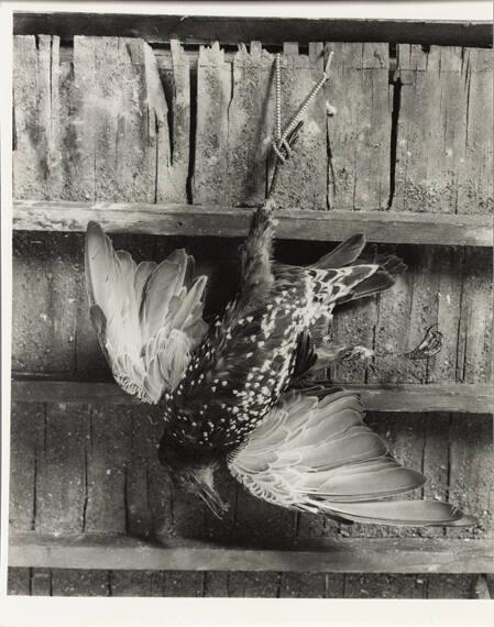 Still Life, Australia