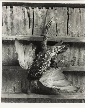 Still Life, Australia