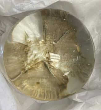 Glass orb which inspired Lamar Dodd's painting The Moon