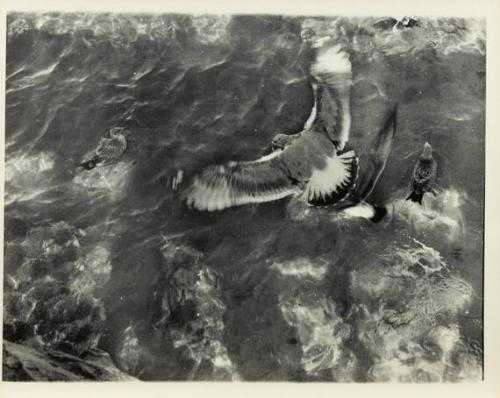 Provincetown (birds and water)
