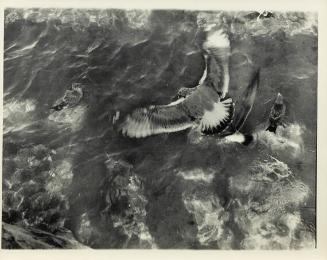 Provincetown (birds and water)