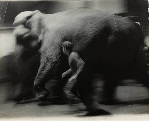 untitled (man running next to elephant)