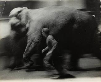 untitled (man running next to elephant)