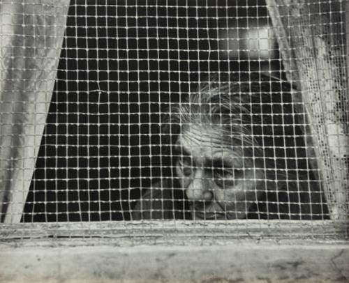Upper Eastside (woman looking through window)