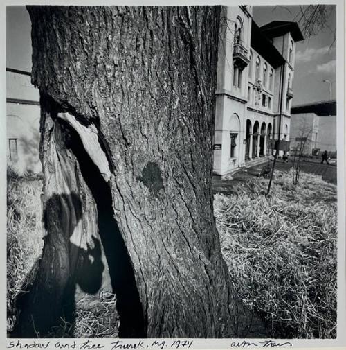 Shadow and Tree Trunk, NY
