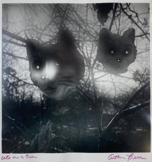 Cats in a Tree
