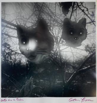 Cats in a Tree
