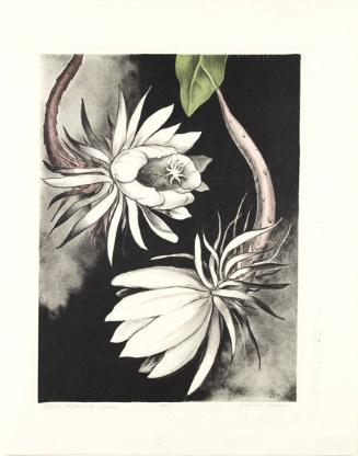 Night Blooming Cereus