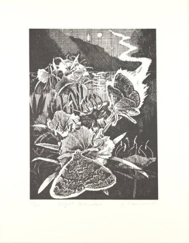 Night Pollinator (Sphinx Moth)