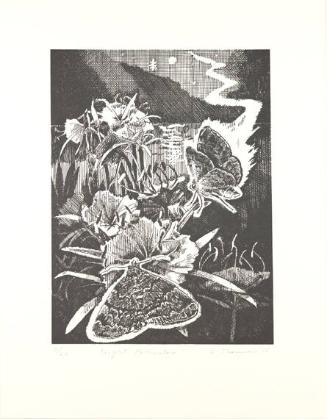 Night Pollinator (Sphinx Moth)