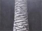 Sapelo Palm