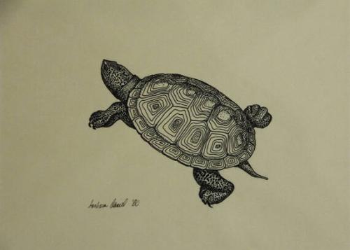 Diamondback Terrapin