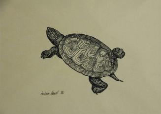 Diamondback Terrapin