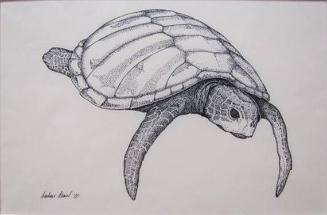 Ridley Turtle