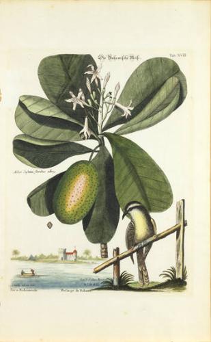 Die Bahamische Meise [Bahamanian Titmouse],  Arbor Jasmini floribus,Tab XVIII from The Natural History of Carolina, Florida and the Bahama Islands, Nuremberg