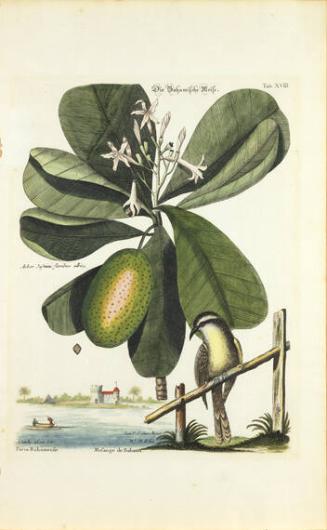 Die Bahamische Meise [Bahamanian Titmouse],  Arbor Jasmini floribus,Tab XVIII from The Natural History of Carolina, Florida and the Bahama Islands, Nuremberg