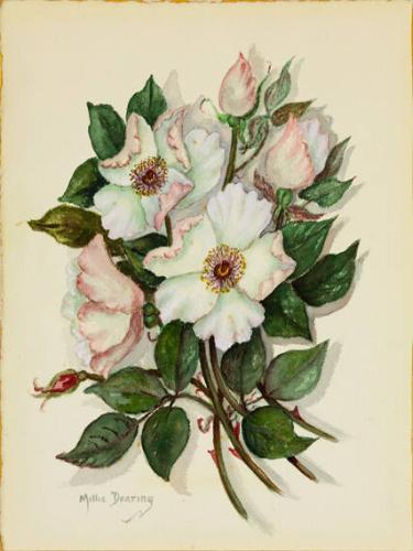 Cherokee Rose
