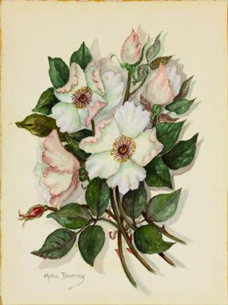 Cherokee Rose