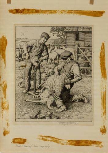 Sheep Shearing