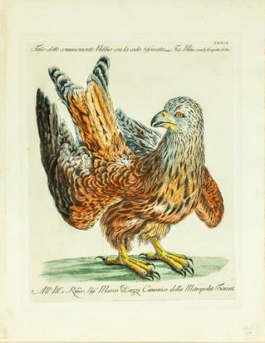 Hawk, from Natural History of Birds Treated Systematically and Adornded with Copperplate Engraving Illustrations, in Miniature and Life-Size