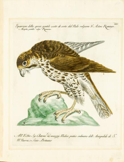 Sparrowhawk, from Natural History of Birds Treated Systematically and Adornded with Copperplate Engraving Illustrations, in Miniature and Life-Size