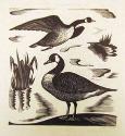 Wild Geese