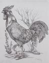 The Rooster