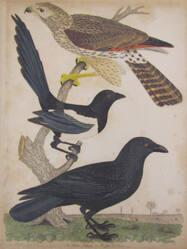 Winter Falcon, Magpie, Crow