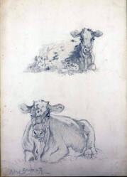 Study of Cows